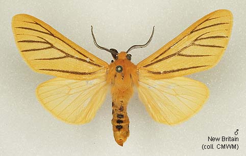 Papua Insects Foundation (Lepidoptera/Erebidae/Arctiinae/Spilosoma costata)